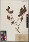 Foto von Salix aurita L. x Salix myrtilloides L.